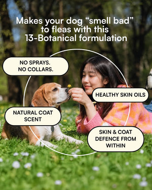 Flea & Tick Prevention for Dogs