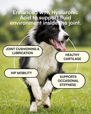 Hip & Joint Supplement for Dogs