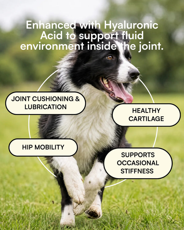 Hip & Joint Supplement for Dogs