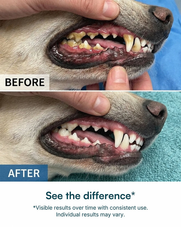Dental Powder for Dogs