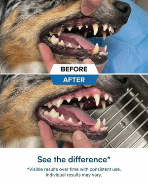 Dental Powder for Dogs