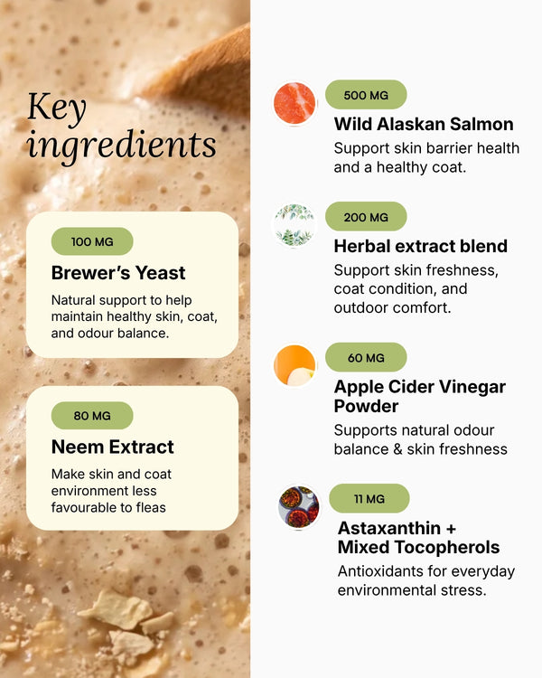 Flea & Tick Prevention for Dogs