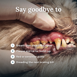 Obbie Pets Dental Powder - SayGoodbye