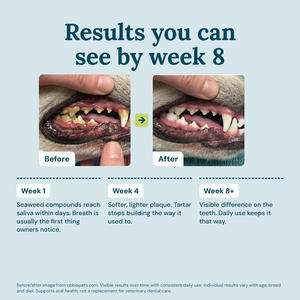 Obbie Pets Dental Powder - ResultsTimeline