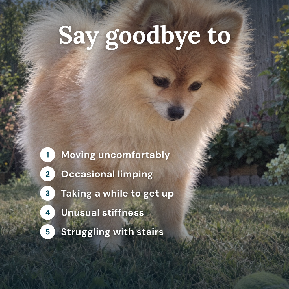 Hip & Joint Supplement for Dogs