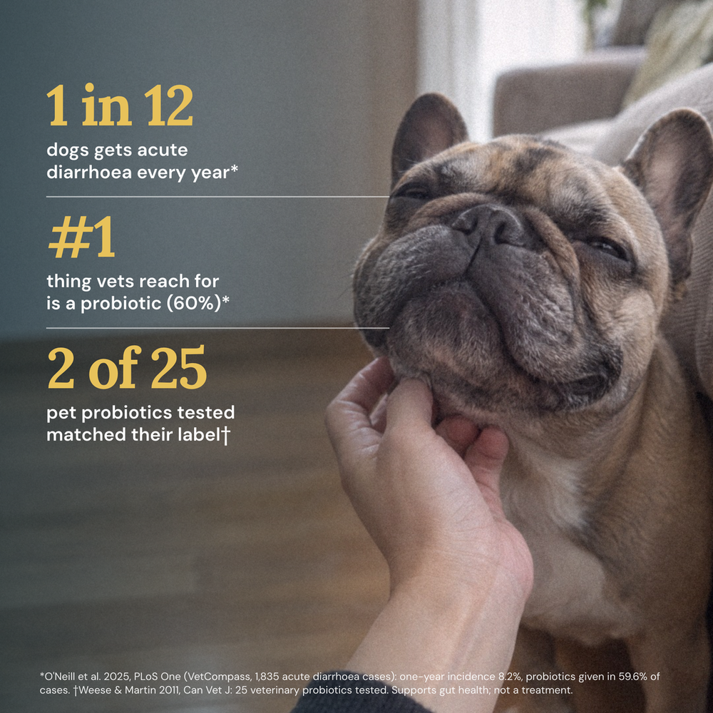Probiotic Soft Chew For Dogs