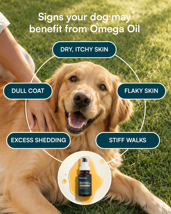 Wild Norwegian Salmon Omega Fish Oil for Dogs