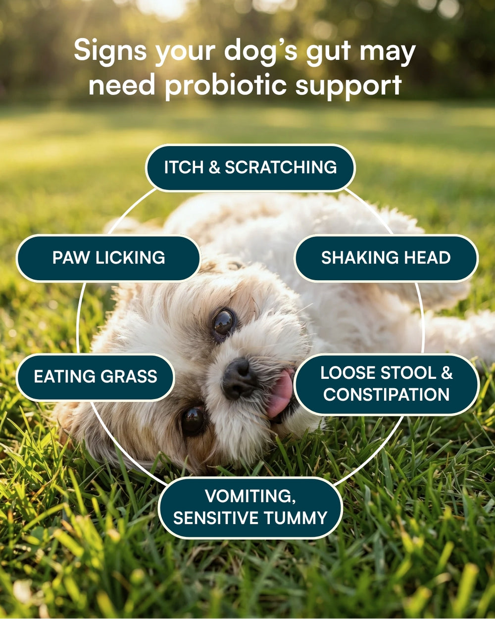 Probiotic Soft Chew For Dogs