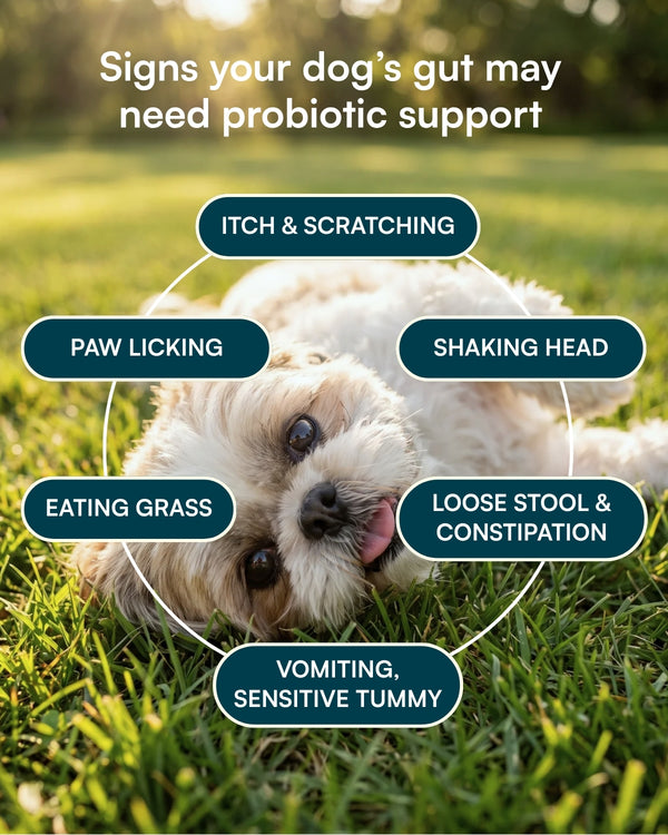 Probiotic Soft Chew For Dogs