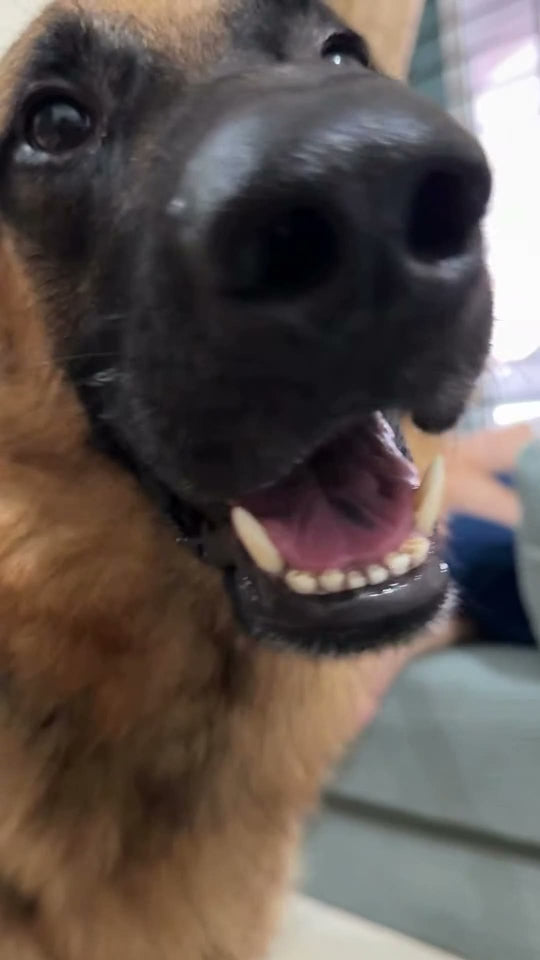 @bubu_whiskey_fabby Obbie Pets dental review