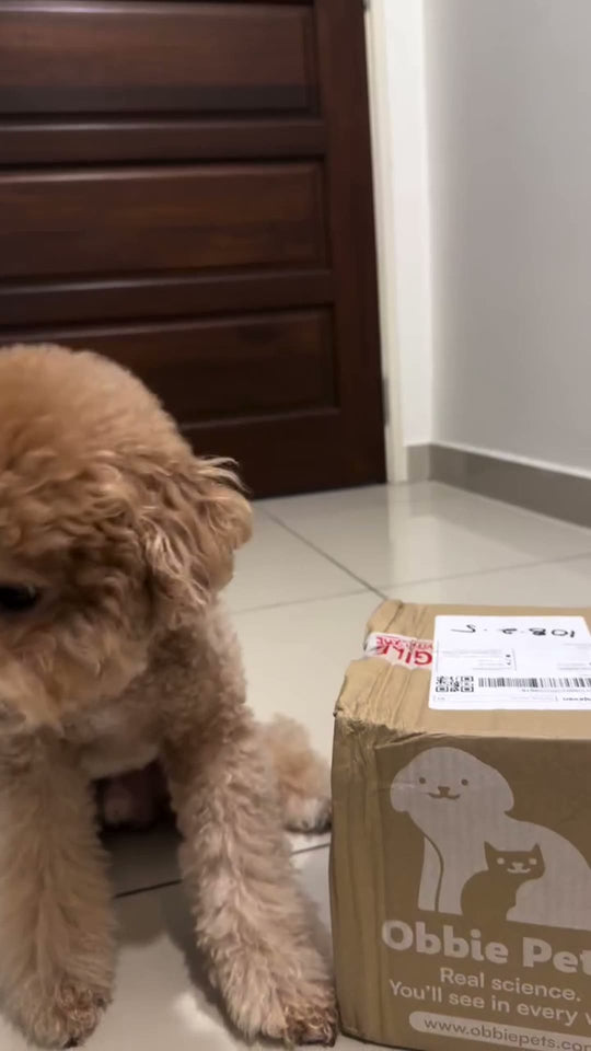 @mochi_nottypoodle Obbie Pets omega review