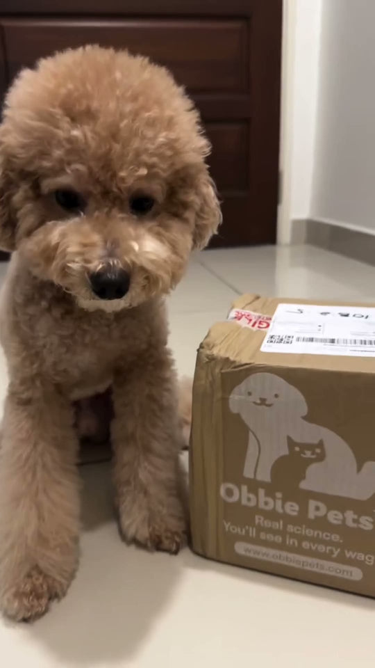 @mochi_nottypoodle Obbie Pets probiotics review
