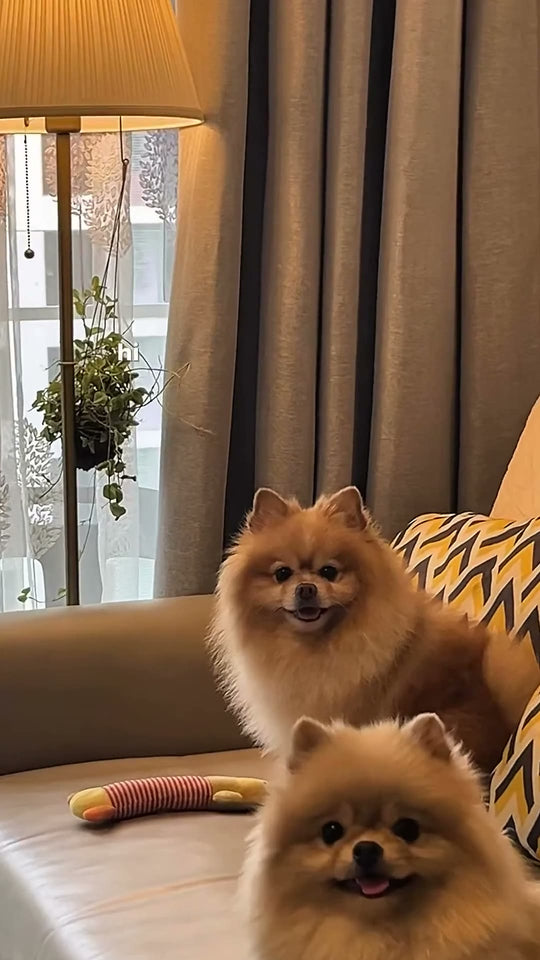 @wendychaibikying Obbie Pets probiotics review